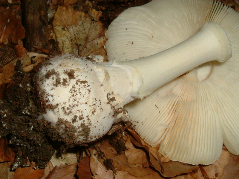 Amanita da deter...